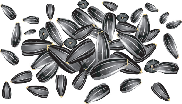 free vector Sunflower seed vector